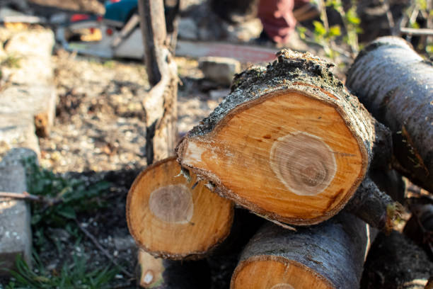 Best Tree Risk Assessment  in USA